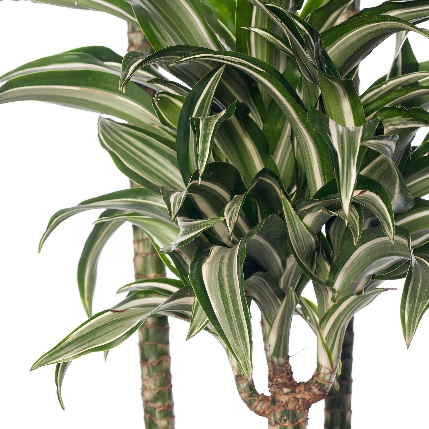 Drakenbloedboom (Dracaena Fragrans (D) 'Jade Jewel') D 24 H 130 Cm 2 Drakenbloedboom (Dracaena Fragrans (D) 'Jade Jewel') D 24 H 130 Cm - Afbeelding 2