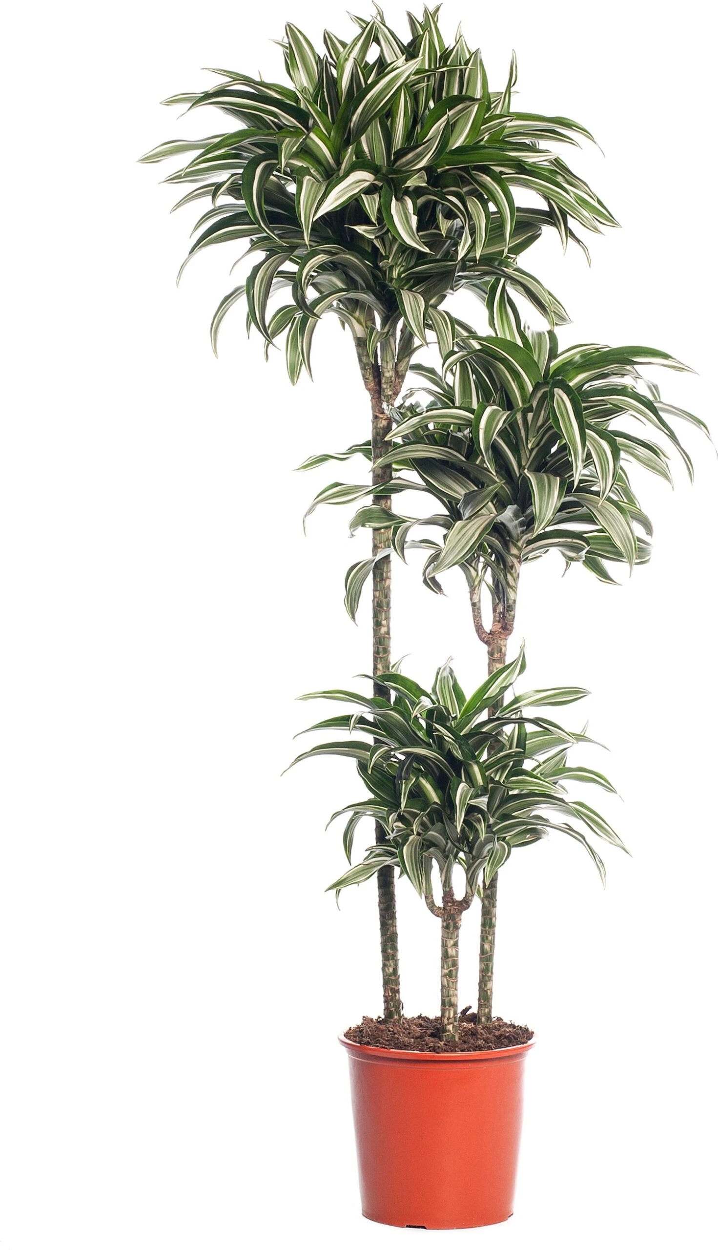 Drakenbloedboom (Dracaena Fragrans (D) 'Jade Jewel') D 24 H 130 Cm 1 Drakenbloedboom (Dracaena Fragrans (D) 'Jade Jewel') D 24 H 130 Cm