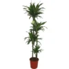 Drakenbloedboom (Dracaena Fragrans 'Ulises') D 27 H 170 Cm