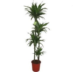 Drakenbloedboom (Dracaena Fragrans 'Ulises') D 27 H 170 Cm