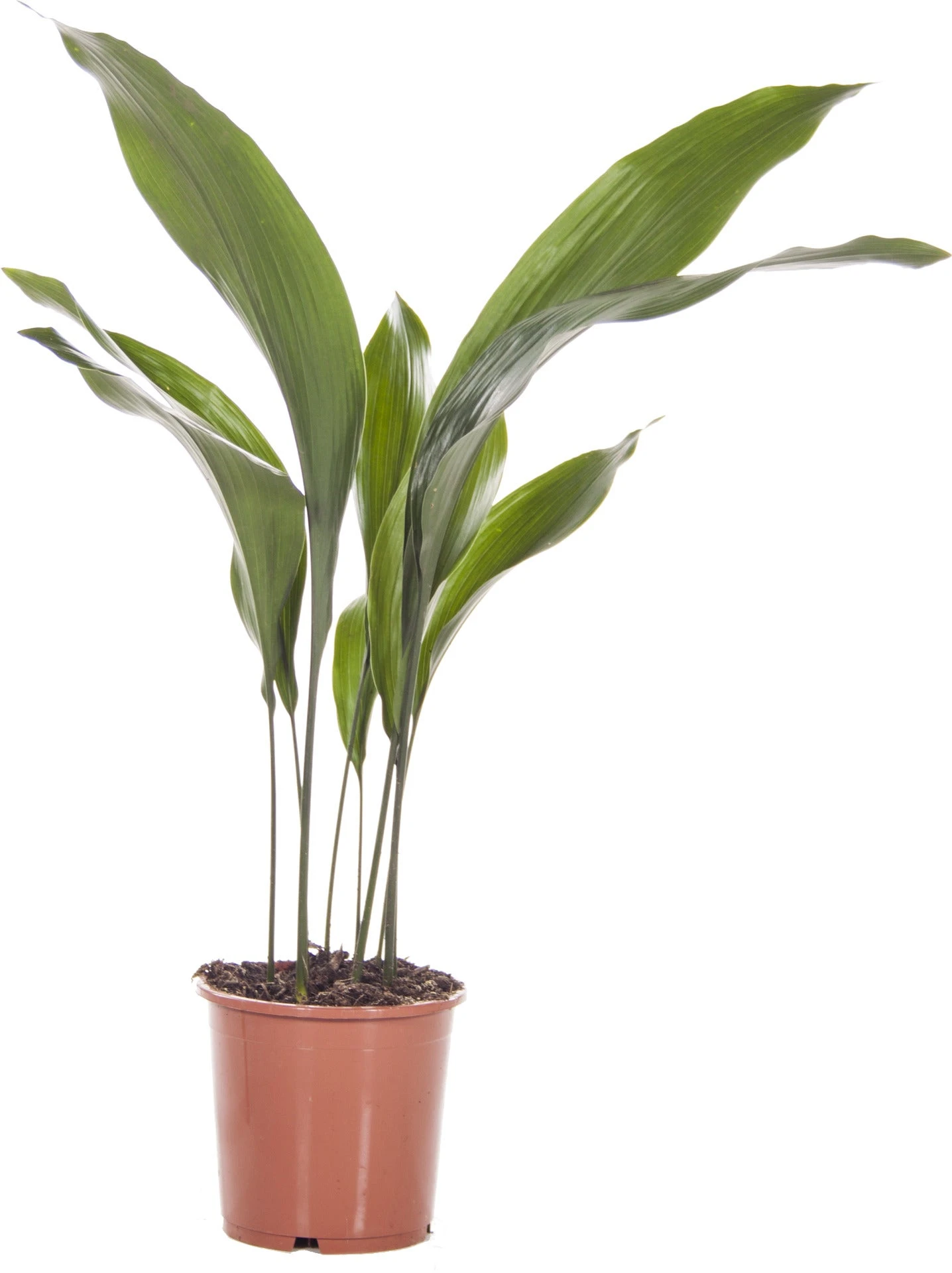 Kwartjesplant (Aspidistra Elatior) D 17 H 70 Cm 1 Kwartjesplant (Aspidistra Elatior) D 17 H 70 Cm