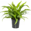 Nestvaren (Asplenium Antiquum) D 23 H 70 Cm