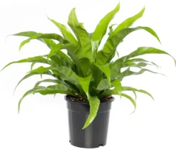 Nestvaren (Asplenium Antiquum) D 23 H 70 Cm