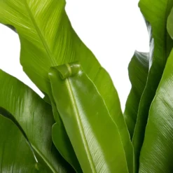 Nestvaren (Asplenium Antiquum) D 23 H 70 Cm -Buiten Gereedschaps Winkel 8717263650584 2 1