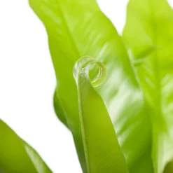 Nestvaren (Asplenium Antiquum) D 23 H 70 Cm -Buiten Gereedschaps Winkel 8717263650584 3