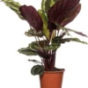 Calathea (Calathea 'Medallion') D 19 H 80 Cm