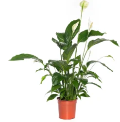 Lepelplant (Spathiphyllum 'Sweet Sebastiano') D 24 H 130 Cm