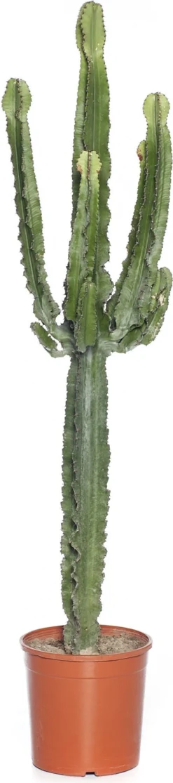 Cowboycactus (Euphorbia Ingens) D 24 H 100 Cm