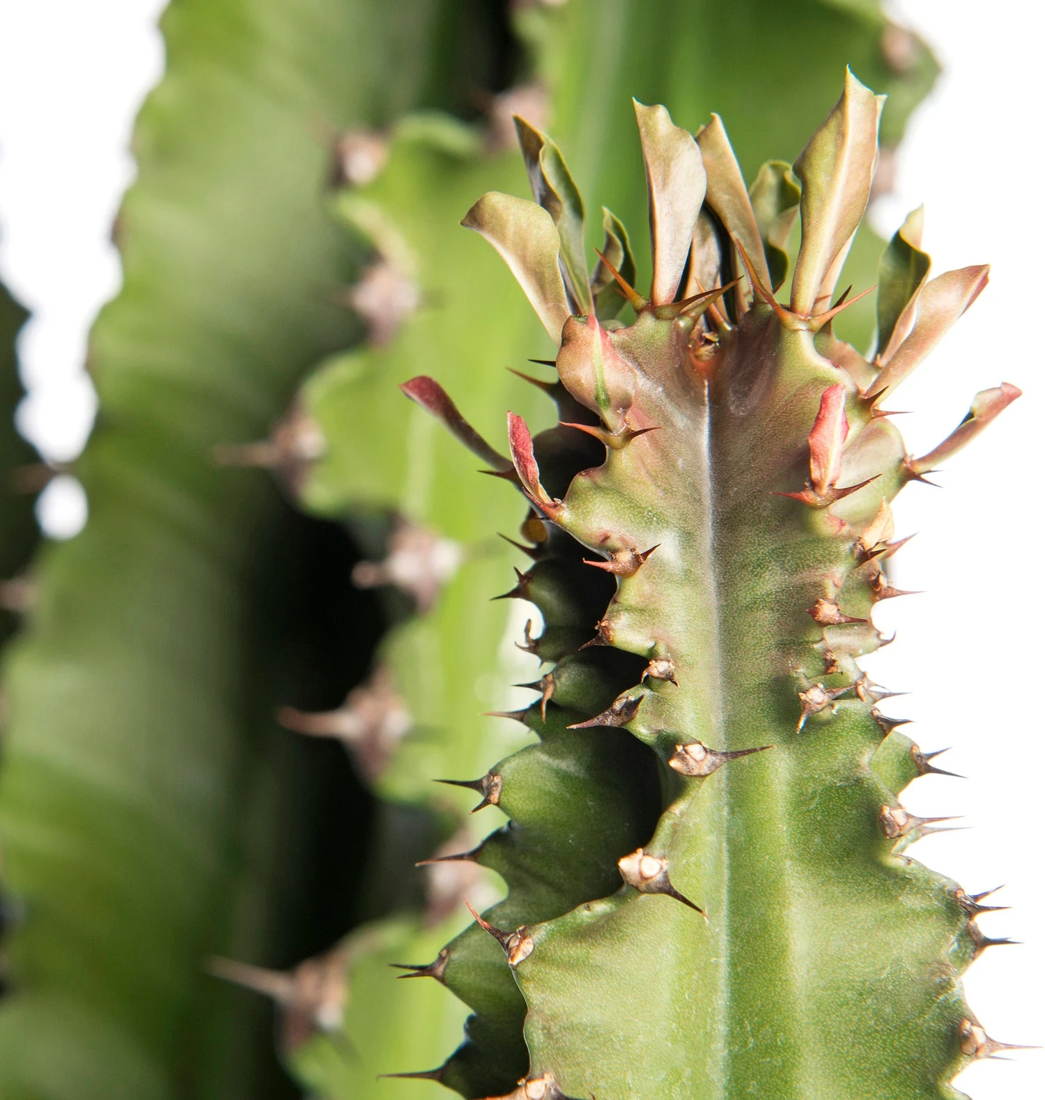 Cowboycactus (Euphorbia Ingens) D 30 H 140 Cm 2 Cowboycactus (Euphorbia Ingens) D 30 H 140 Cm - Afbeelding 2