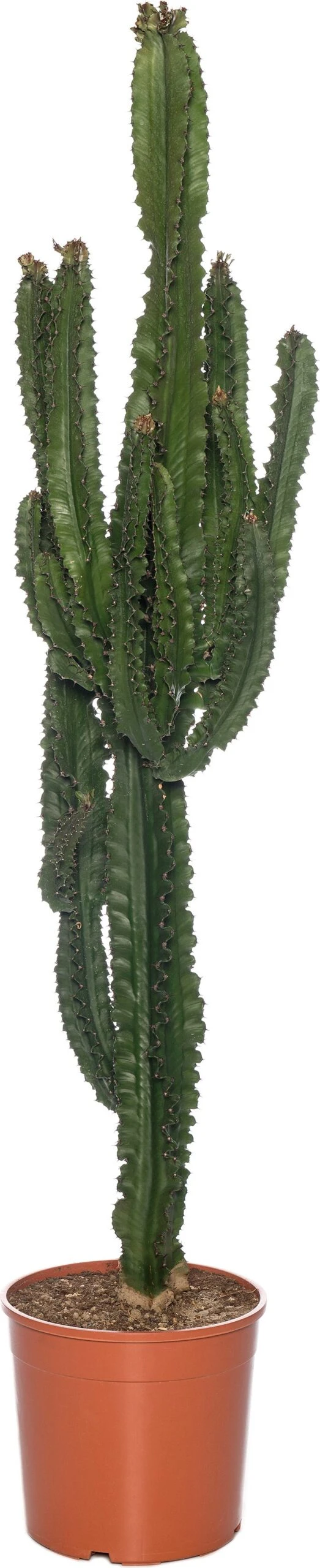 Cowboycactus (Euphorbia Ingens) D 30 H 140 Cm 1 Cowboycactus (Euphorbia Ingens) D 30 H 140 Cm