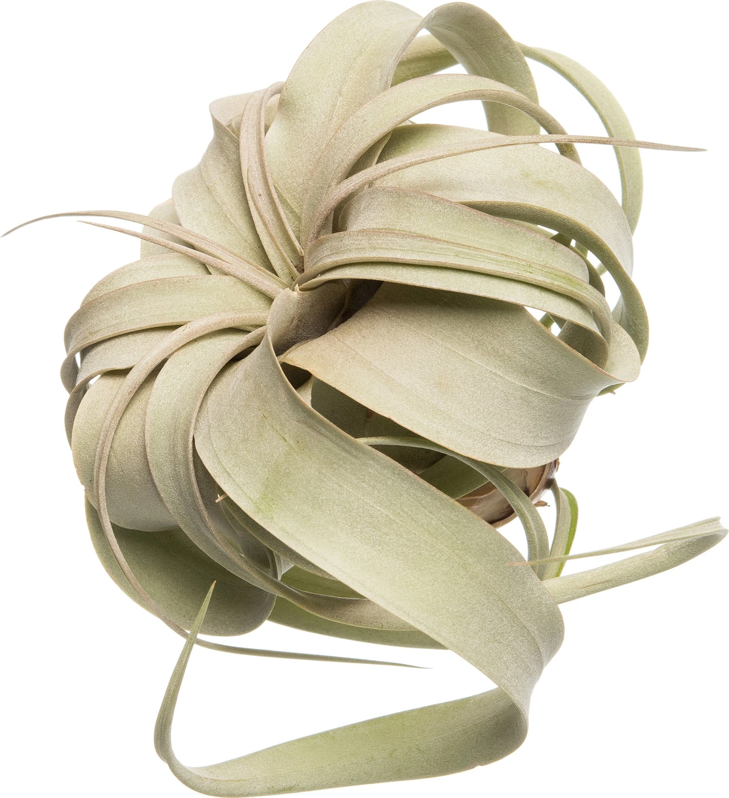Tillandsia (Tillandsia Xerographica) D 1 H 10 Cm 1 Tillandsia (Tillandsia Xerographica) D 1 H 10 Cm