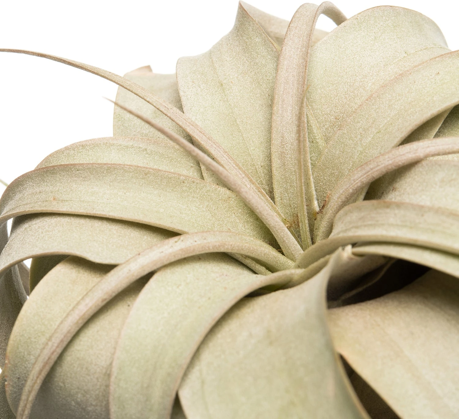 Tillandsia (Tillandsia Xerographica) D 1 H 10 Cm 2 Tillandsia (Tillandsia Xerographica) D 1 H 10 Cm - Afbeelding 2