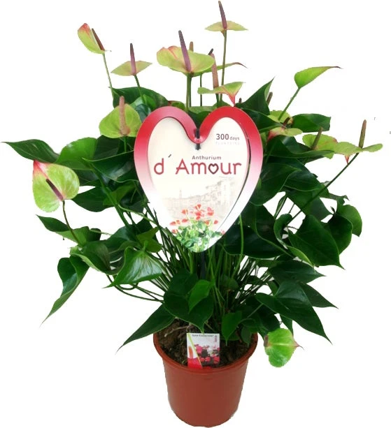 Flamingoplant (Anthurium Andreanum 'Jaguar Green') D 21 H 80 Cm 1 Flamingoplant (Anthurium Andreanum 'Jaguar Green') D 21 H 80 Cm