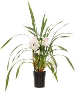 Cymbidium (Cymbidium) Licht Roze D 14 H 80 Cm
