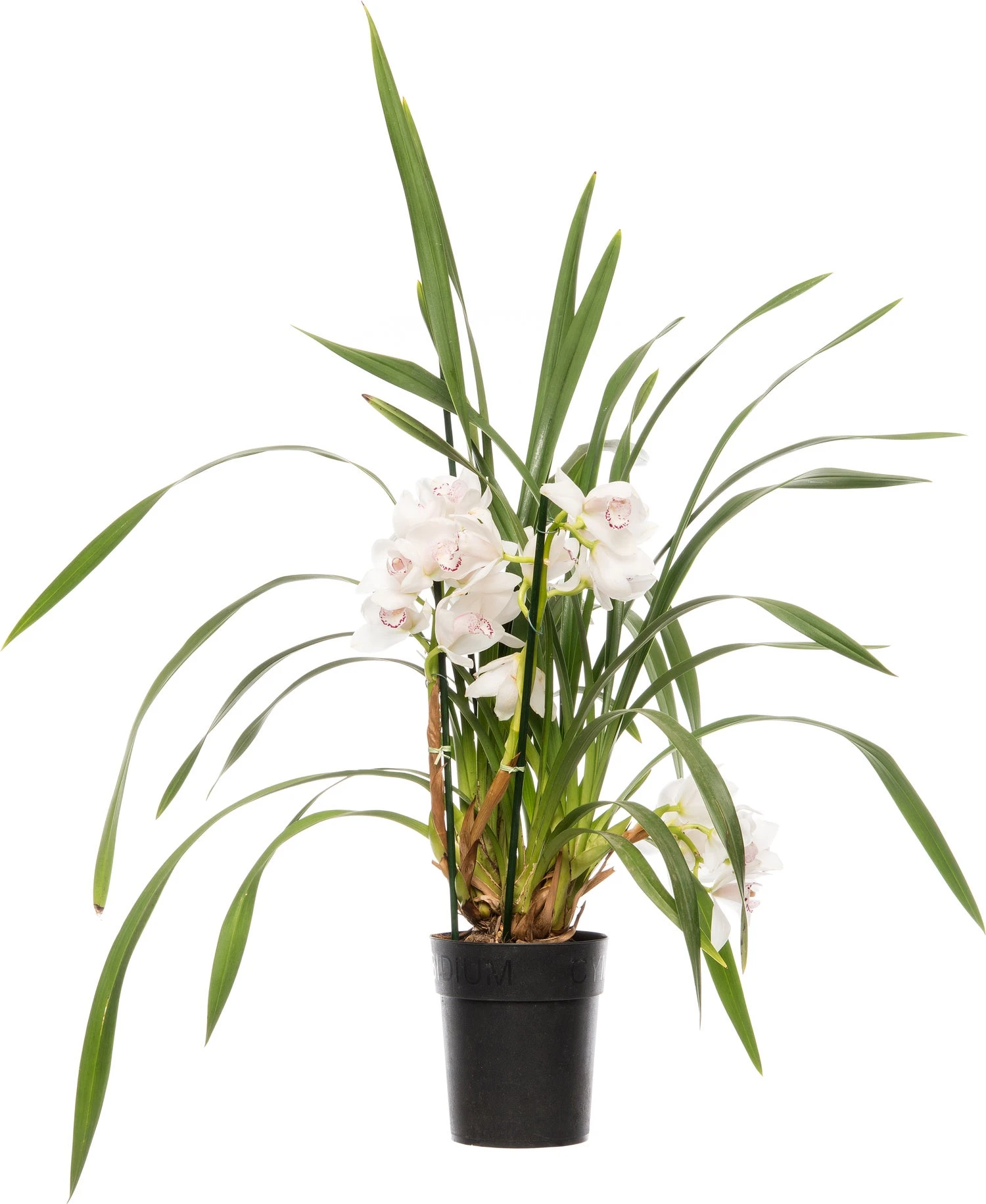 Cymbidium (Cymbidium) Licht Roze D 14 H 80 Cm 1 Cymbidium (Cymbidium) Licht Roze D 14 H 80 Cm