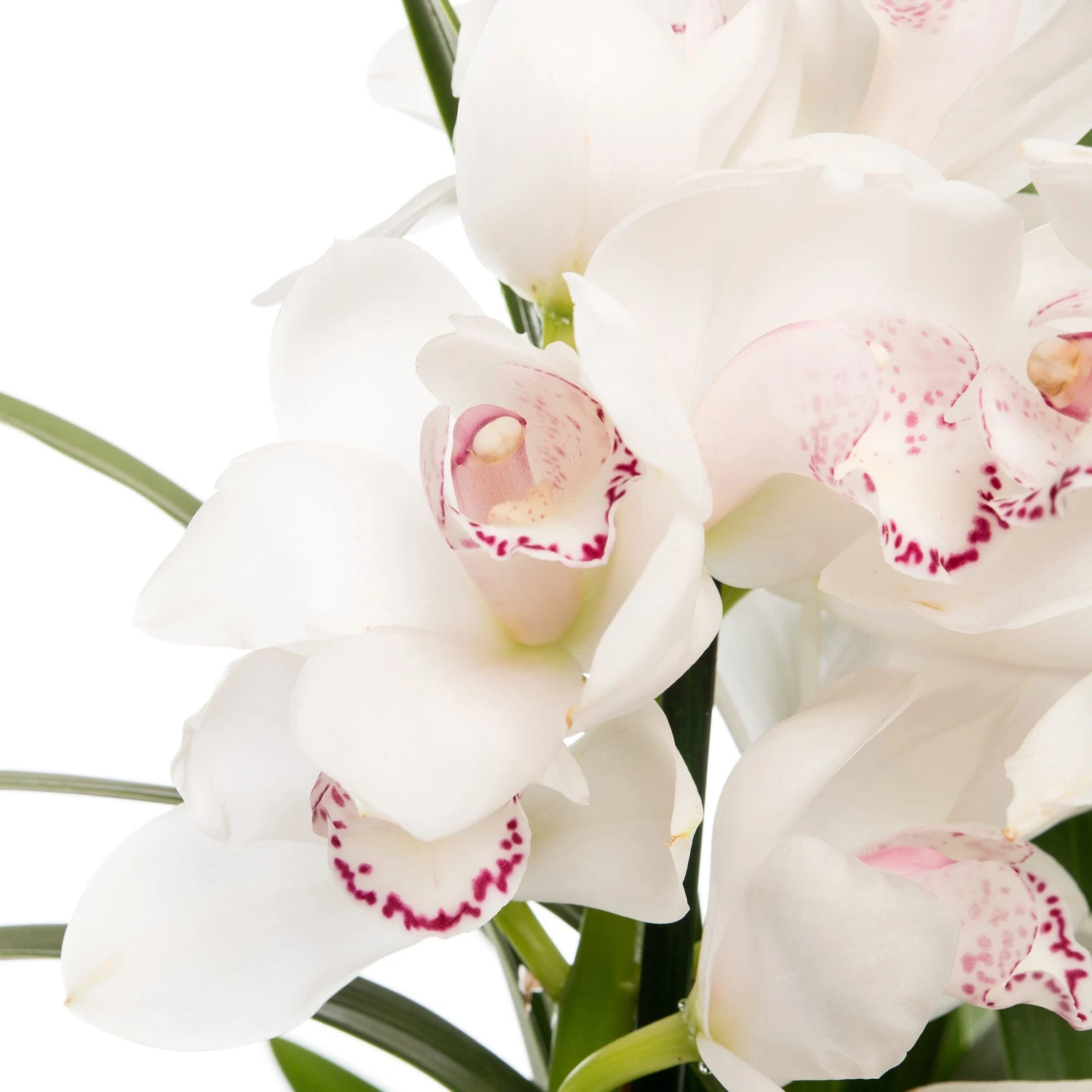 Cymbidium (Cymbidium) Licht Roze D 14 H 80 Cm 2 Cymbidium (Cymbidium) Licht Roze D 14 H 80 Cm - Afbeelding 2