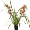 Cymbidium (Cymbidium 'Los Angeles') D 14 H 80 Cm
