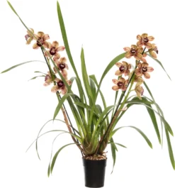 Cymbidium (Cymbidium 'Los Angeles') D 14 H 80 Cm