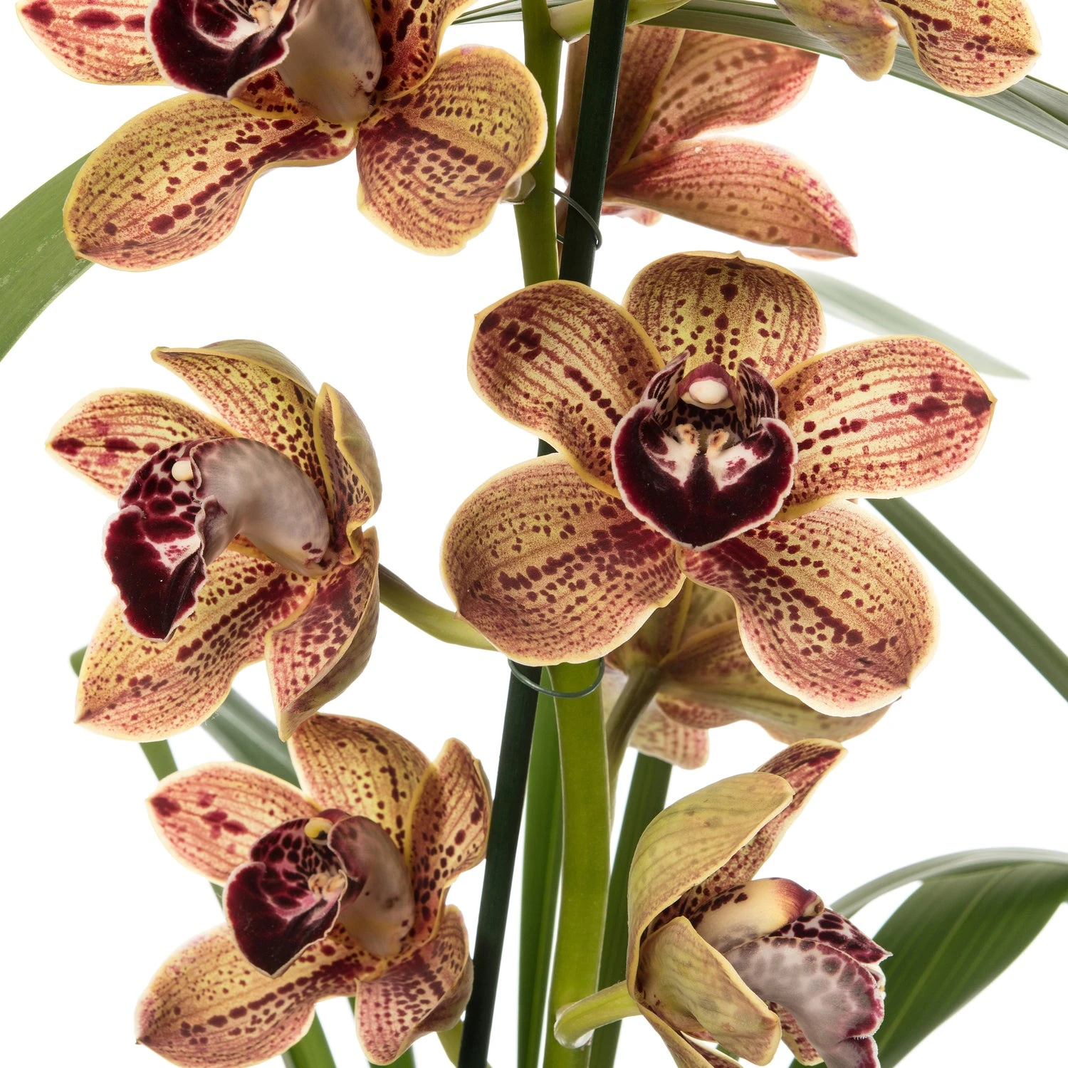 Cymbidium (Cymbidium 'Los Angeles') D 14 H 80 Cm 2 Cymbidium (Cymbidium 'Los Angeles') D 14 H 80 Cm - Afbeelding 2