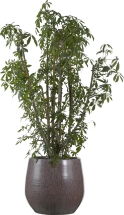 Vingersboom (Schefflera Arbolicola 'Luseana') D 32 H 140 Cm