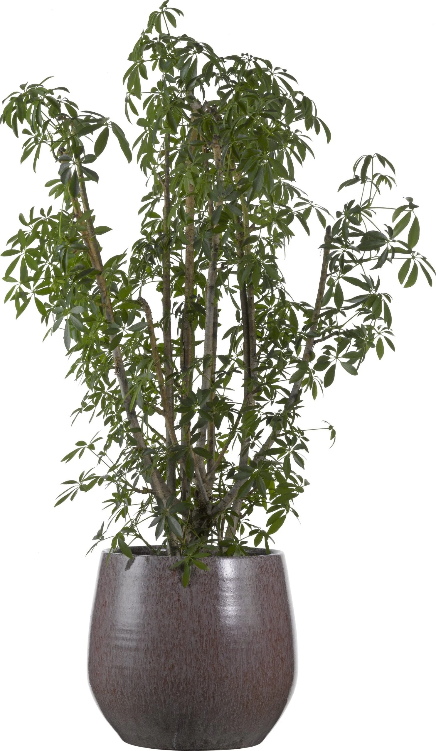 Vingersboom (Schefflera Arbolicola 'Luseana') D 32 H 140 Cm 1 Vingersboom (Schefflera Arbolicola 'Luseana') D 32 H 140 Cm