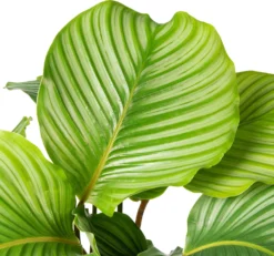 Calathea (Calathea Orbifolia) D 21 H 45 Cm -Buiten Gereedschaps Winkel 8717263721185 2 1