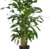 Vissenstaartpalm (Caryota Mitis ) D 31 H 160 Cm
