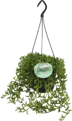 Kruiskruid (Senecio Peregrinus) D 15 H 25 Cm