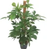 Philodendron Op Mosstok (Philodendron Pedatum) D 21 H 100 Cm