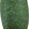 Vrouwentong (Sansevieria Masoniana 'Victoria') D 14 H 45 Cm