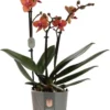 Vlinderorchidee (Phalaenopsis Multiflora) Oranje D 12 H 50 Cm