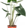 Olifantsoor (Alocasia 'Zebrina') D 27 H 110 Cm