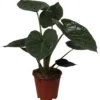 Olifantsoor (Alocasia 'Wentii') D 19 H 70 Cm