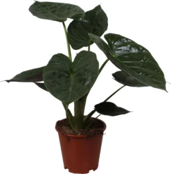 Olifantsoor (Alocasia 'Wentii') D 19 H 70 Cm
