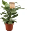 Philodendron (Philodendron Hastatum) D 17 H 40 Cm