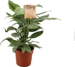 Philodendron (Philodendron Hastatum) D 17 H 40 Cm