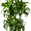 Drakenbloedboom (Dracaena Fragrans (C) ' Dorado') D 31 H 140 Cm