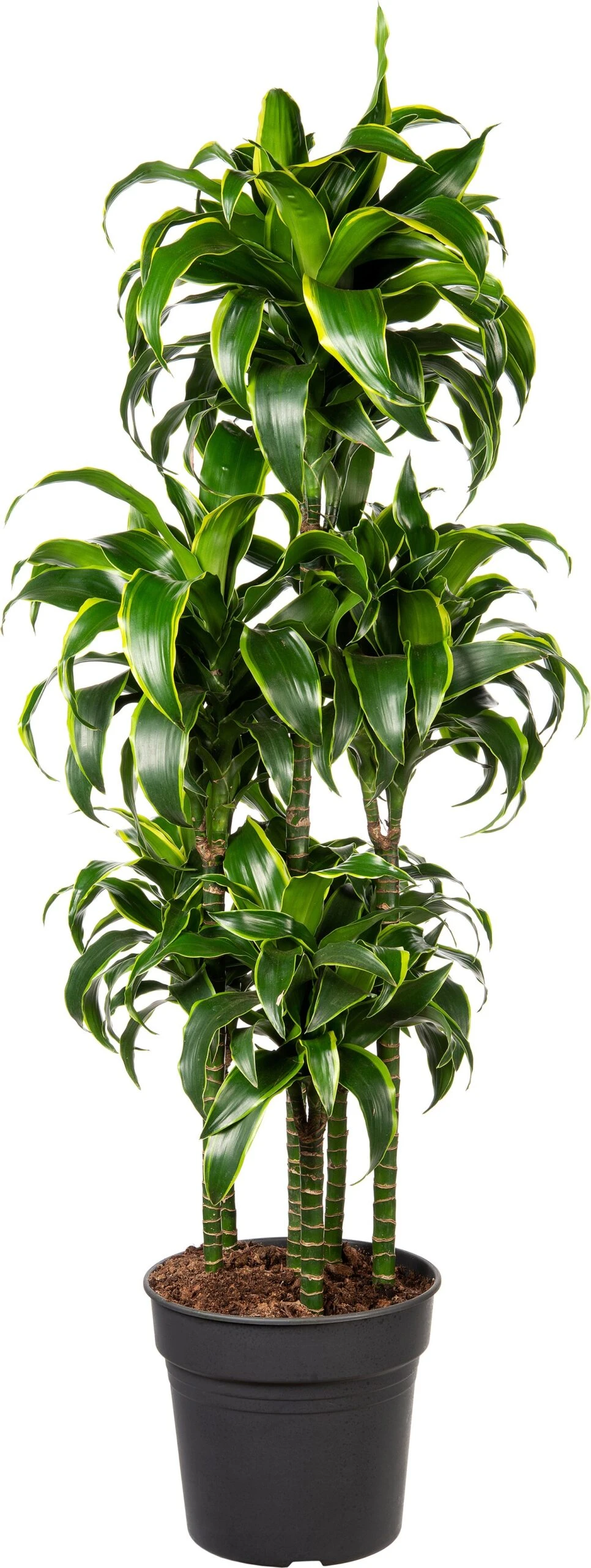 Drakenbloedboom (Dracaena Fragrans (C) ' Dorado') D 31 H 140 Cm 1 Drakenbloedboom (Dracaena Fragrans (C) ' Dorado') D 31 H 140 Cm
