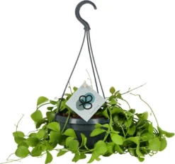 Dischidia (Dischidia Imbricata) D 14 H 40 Cm