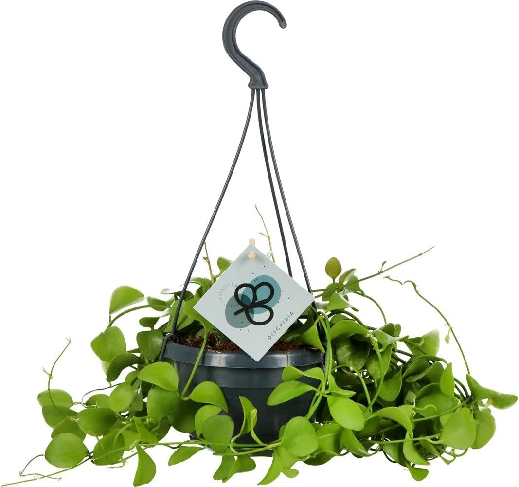 Dischidia (Dischidia Imbricata) D 14 H 40 Cm 1 Dischidia (Dischidia Imbricata) D 14 H 40 Cm