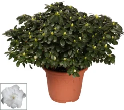 Azalea Xl (Rhododendron Simsii) Wit D 25 H 60 Cm