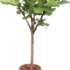 Vioolbladplant Op Stam (Ficus Lyrata) D 45 H 200 Cm