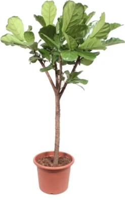 Vioolbladplant Op Stam (Ficus Lyrata) D 45 H 200 Cm