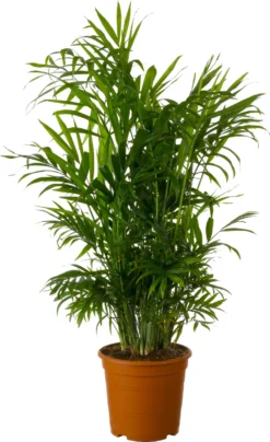 Bergpalm (Chamaedorea Elegans) D 17 H 70 Cm