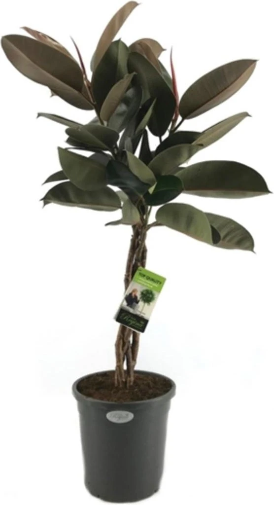 Rubberboom Op Stam (Ficus Elastica 'Burgundy') D 31 H 130 Cm 1 Rubberboom Op Stam (Ficus Elastica 'Burgundy') D 31 H 130 Cm