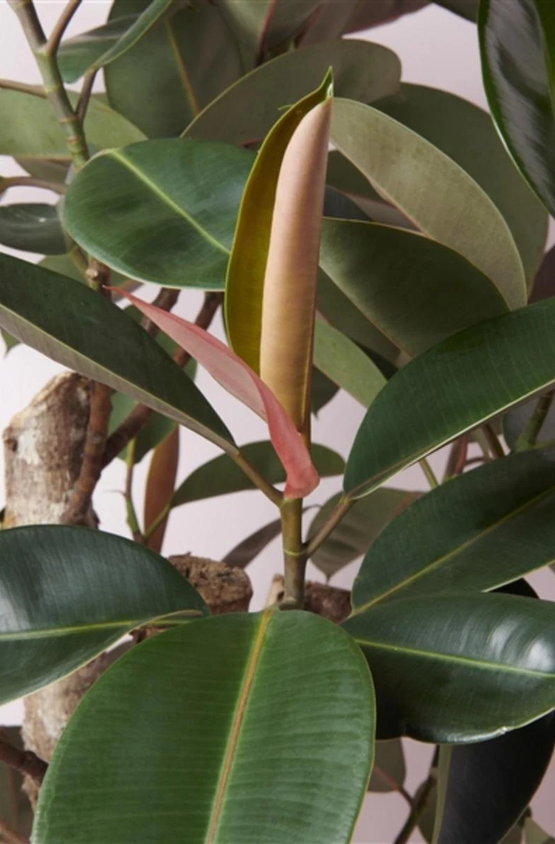 Rubberboom Op Stam (Ficus Elastica 'Burgundy') D 31 H 130 Cm 2 Rubberboom Op Stam (Ficus Elastica 'Burgundy') D 31 H 130 Cm - Afbeelding 2