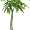 Geldboom (Pachira Aquatica) D 24 H 125 Cm