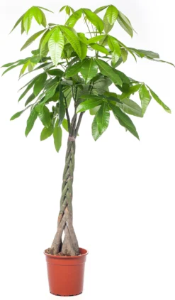 Geldboom (Pachira Aquatica) D 24 H 125 Cm