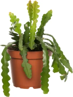 Zaagcactus (Epiphyllum Anguliger) D 15 H 25 Cm