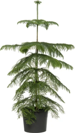 Kamerden (Araucaria Heterophylla) D 14 H 60 Cm